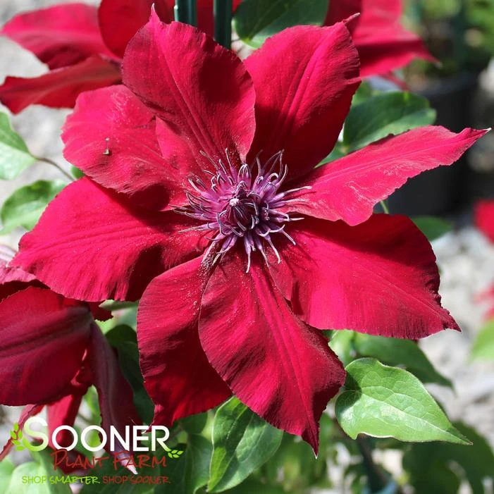BOULEVARD® NUBIA™ CLEMATIS 1 BOULEVARD® NUBIA™ CLEMATIS