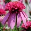 DOUBLE SCOOP™ BUBBLE GUM CONEFLOWER