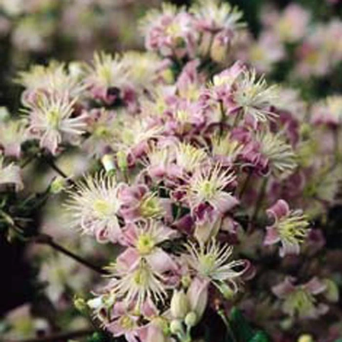 MRS. ROBERT BRYDON BUSH CLEMATIS 1 MRS. ROBERT BRYDON BUSH CLEMATIS