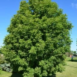 LAVABURST® OHIO BUCKEYE -My Verdora Sales Store DETA 4788