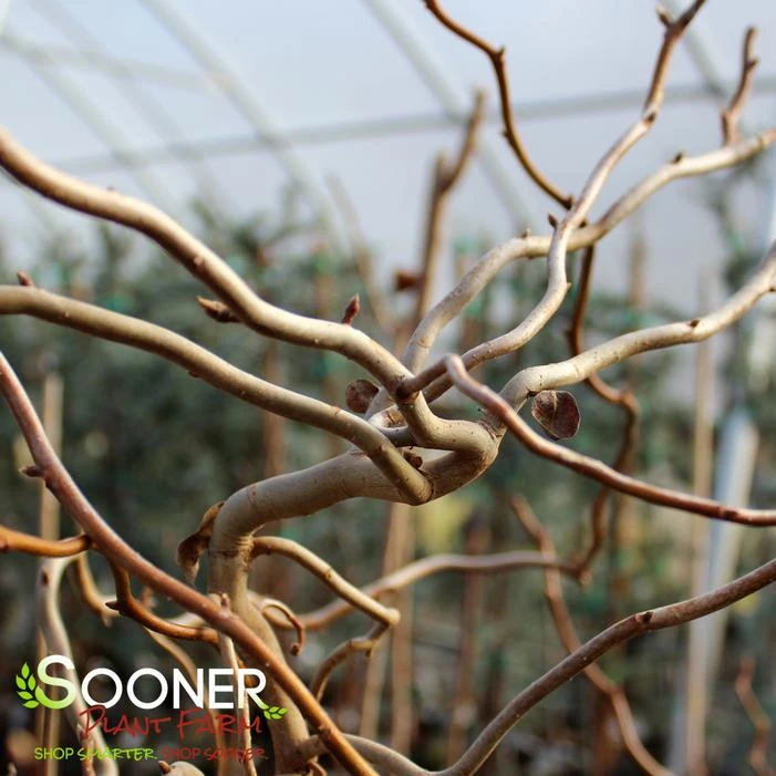 ZYDECO TWIST BLACKGUM 1 ZYDECO TWIST BLACKGUM