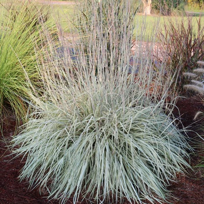 SHINING STAR™ LITTLE BLUESTEM 1 SHINING STAR™ LITTLE BLUESTEM
