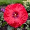 SUMMERIFIC® VALENTINE'S CRUSH HARDY HIBISCUS