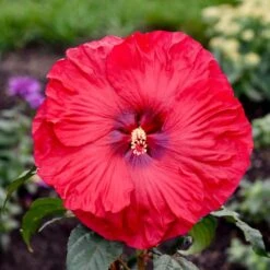 SUMMERIFIC® VALENTINE'S CRUSH HARDY HIBISCUS