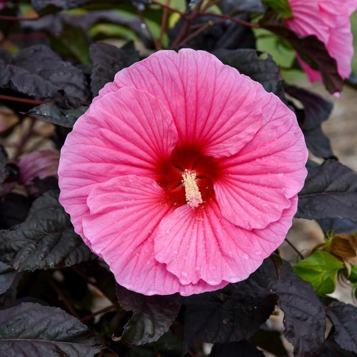 SUMMERIFIC® EDGE OF NIGHT HARDY HIBISCUS 1 SUMMERIFIC® EDGE OF NIGHT HARDY HIBISCUS