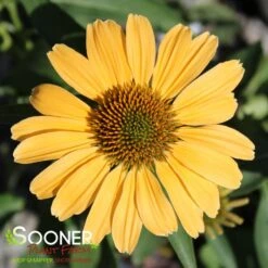 COLOR CODED® ONE IN A MELON CONEFLOWER -My Verdora Sales Store DETA 4997