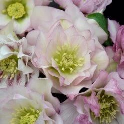 WEDDING PARTY® FLOWER GIRL LENTEN ROSE -My Verdora Sales Store DETA 5060