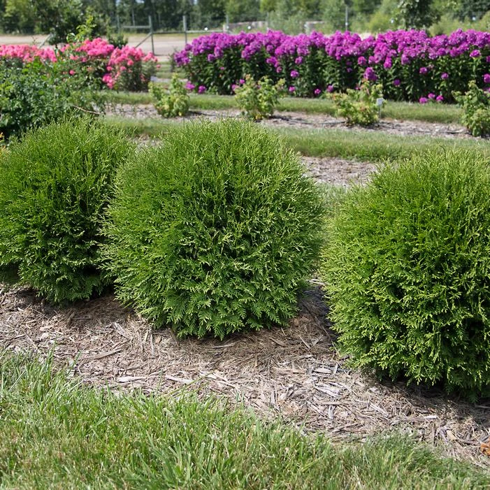 PLANET EARTH® ARBORVITAE 1 PLANET EARTH® ARBORVITAE