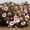 HEAD OVER HEELS® BLUSH™ HARDY HIBISCUS