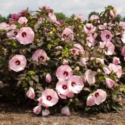 HEAD OVER HEELS® BLUSH™ HARDY HIBISCUS