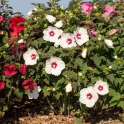 HEAD OVER HEELS® DREAM™ HARDY HIBISCUS -My Verdora Sales Store DETA 5135