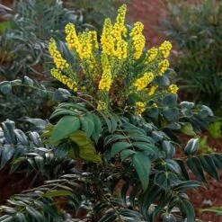 MARVEL MAHONIA -My Verdora Sales Store DETA 5185