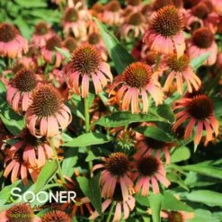 BUTTERFLY™ ORANGE SKIPPER CONEFLOWER
