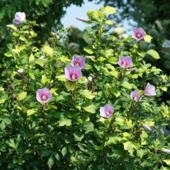 PARAPLU ADORNED⢠ALTHEA