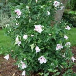 STARBLAST CHIFFON™ ALTHEA