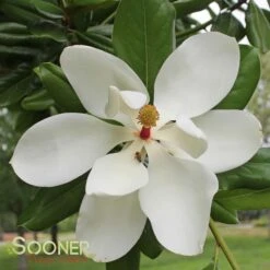 SOUTHERN MAGNOLIA -My Verdora Sales Store DETA 53