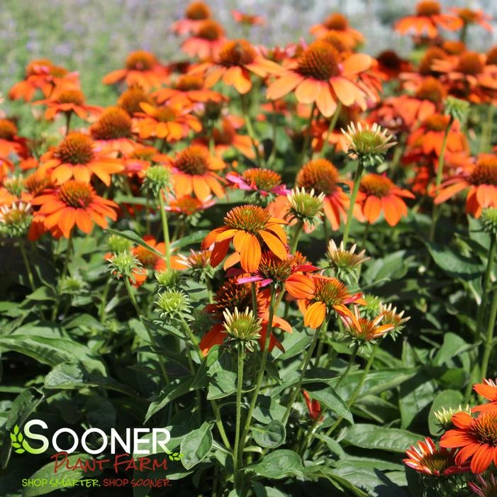 SOMBRERO® ADOBE ORANGE CONEFLOWER 2 SOMBRERO® ADOBE ORANGE CONEFLOWER - Image 2