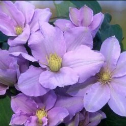 SILVER MOON CLEMATIS