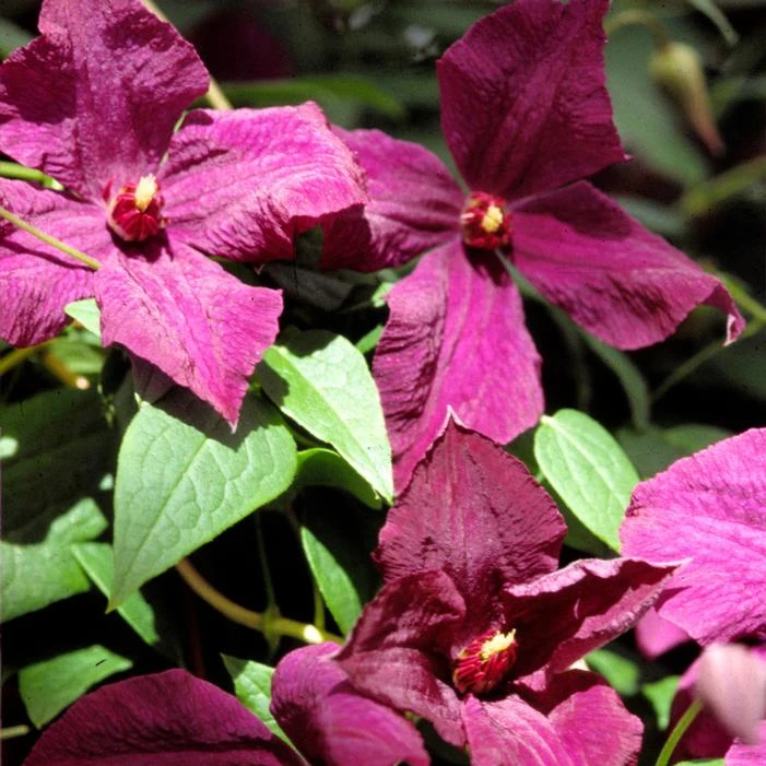 POLISH SPIRIT CLEMATIS 1 POLISH SPIRIT CLEMATIS