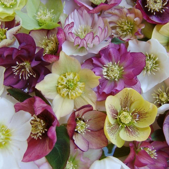 BRANDYWINE™ LENTEN ROSE 1 BRANDYWINE™ LENTEN ROSE