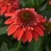 DOUBLE SCOOP™ ORANGEBERRY DELUXE CONEFLOWER