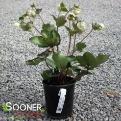 FROSTKISS® MOONDANCE LENTEN ROSE -My Verdora Sales Store DETA 5796