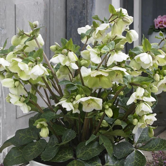 FROSTKISS® MOLLY'S WHITE LENTEN ROSE 2 FROSTKISS® MOLLY'S WHITE LENTEN ROSE - Image 2