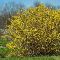 SPRING FLING® FORSYTHIA -My Verdora Sales Store DETA 5899