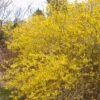MEADOWLARK FORSYTHIA