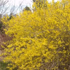 MEADOWLARK FORSYTHIA