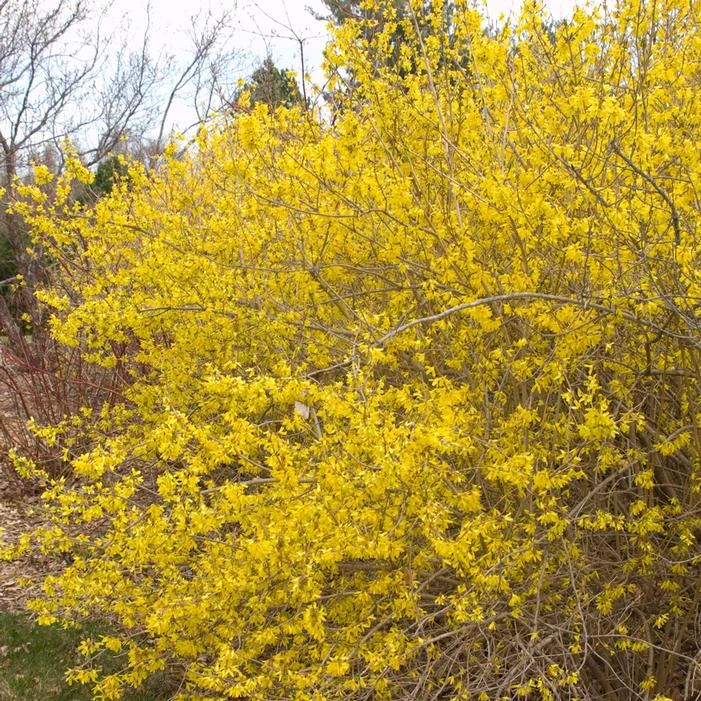MEADOWLARK FORSYTHIA 1 MEADOWLARK FORSYTHIA