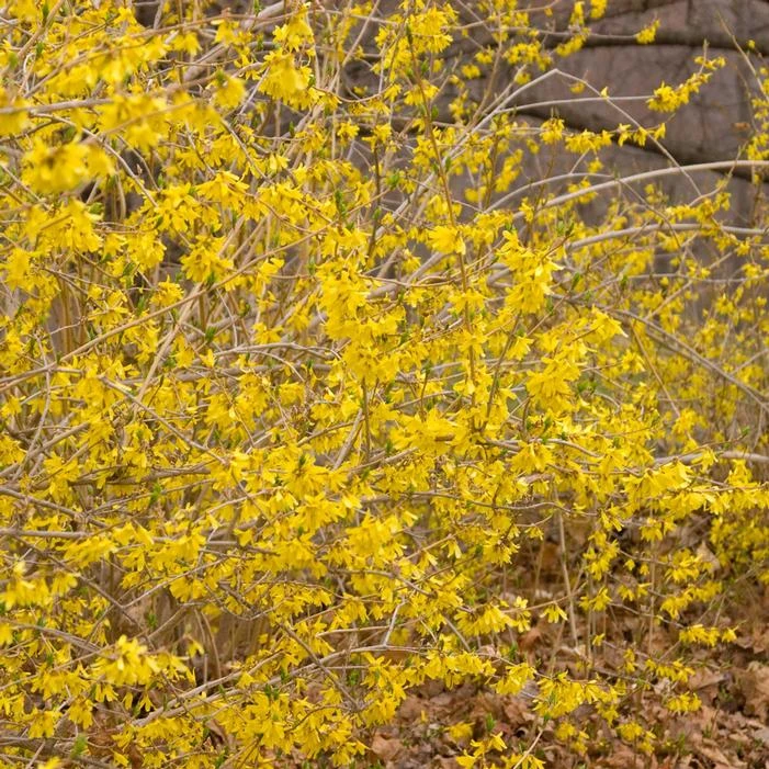 NORTHERN GOLD FORSYTHIA 1 NORTHERN GOLD FORSYTHIA