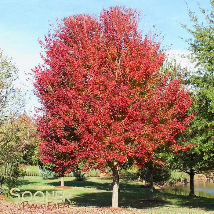 RED SUNSET® MAPLE 2 RED SUNSET® MAPLE - Image 2