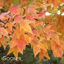 TRIDENT MAPLE 12 TRIDENT MAPLE -My Verdora Sales Store DETA 74