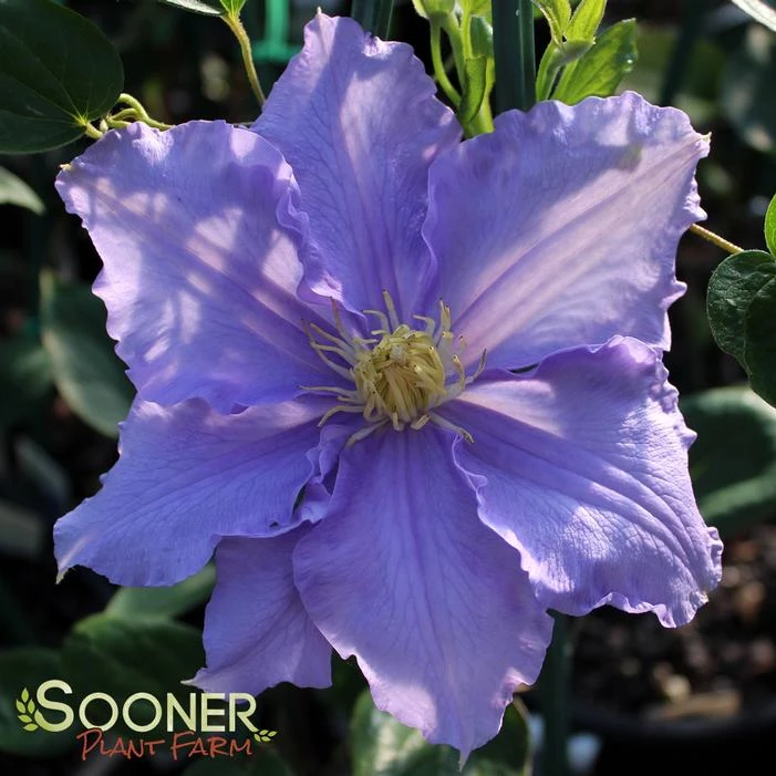 WILL GOODWIN CLEMATIS 1 WILL GOODWIN CLEMATIS