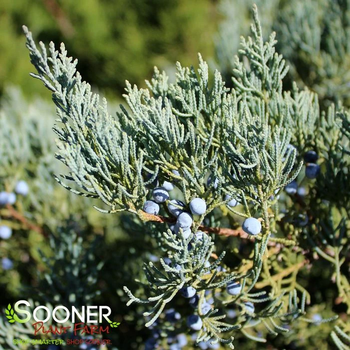 GREY OWL JUNIPER 1 GREY OWL JUNIPER