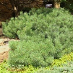 DWARF MUGO PINE 5 DWARF MUGO PINE -My Verdora Sales Store DETA 927
