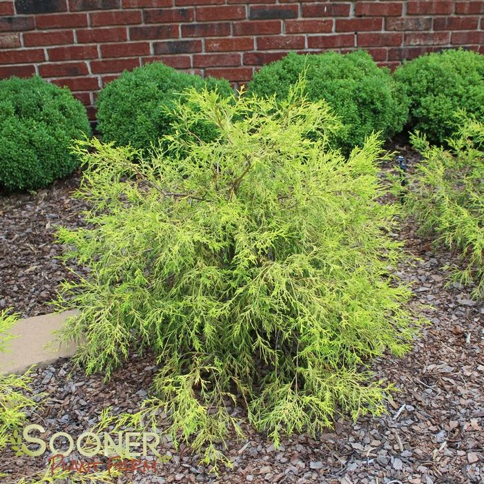 KING'S GOLD FALSE CYPRESS 2 KING'S GOLD FALSE CYPRESS - Image 2