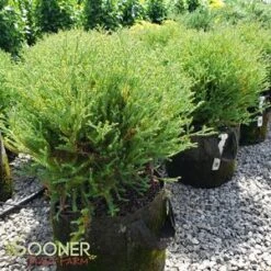 MR. BOWLING BALL ARBORVITAE 7 MR. BOWLING BALL ARBORVITAE -My Verdora Sales Store DETA2 1093