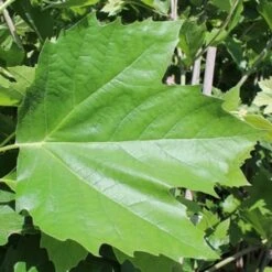 BLOODGOOD LONDON PLANETREE -My Verdora Sales Store DETA2 1125