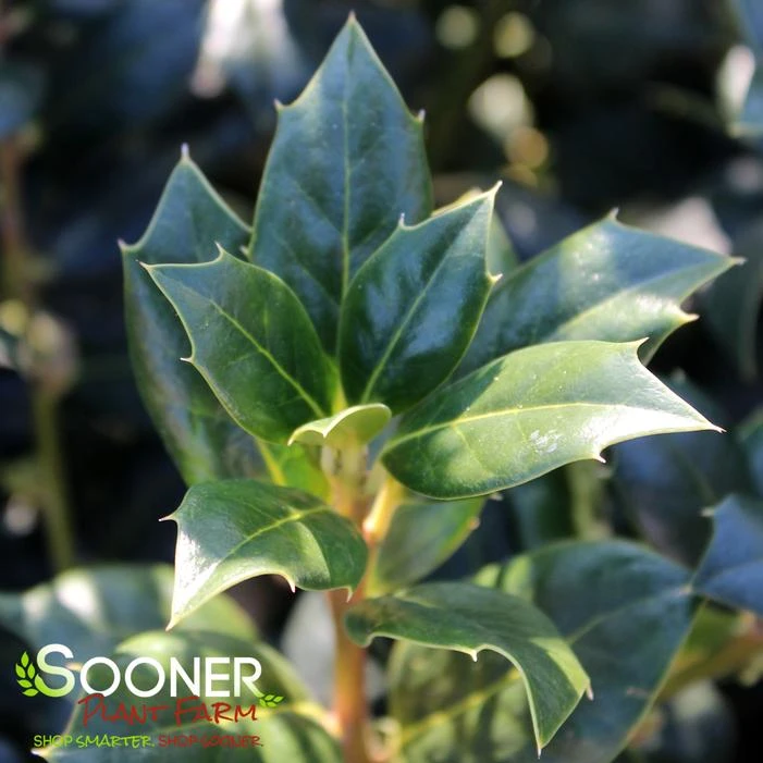 NELLIE R. STEVENS HOLLY 1 NELLIE R. STEVENS HOLLY