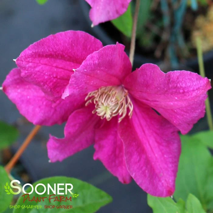 ERNEST MARKHAM CLEMATIS 2 ERNEST MARKHAM CLEMATIS - Image 2