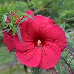 FIREBALL FLEMING⢠HARDY HIBISCUS