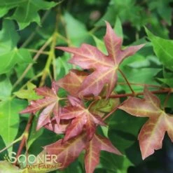 FIRE DRAGON® SHANTUNG MAPLE -My Verdora Sales Store DETA2 2002