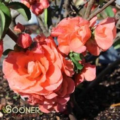 DOUBLE TAKE® ORANGE STORM QUINCE -My Verdora Sales Store DETA2 2020