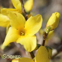 SHOW OFF® FORSYTHIA -My Verdora Sales Store DETA2 2068