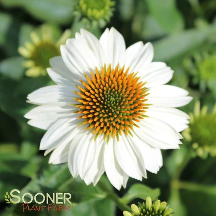 POW WOW® WHITE CONEFLOWER 1 POW WOW® WHITE CONEFLOWER