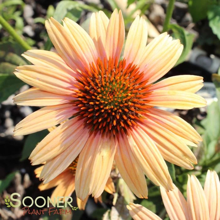 BIG KAHUNA CONEFLOWER 2 BIG KAHUNA CONEFLOWER - Image 2