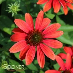 CHEYENNE SPIRIT CONEFLOWER 5 CHEYENNE SPIRIT CONEFLOWER -My Verdora Sales Store DETA2 2679
