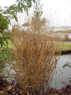 HEAVY METAL SWITCH GRASS 2 HEAVY METAL SWITCH GRASS - Image 2